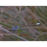 lestes_macrostigma_965.jpg (Artengalerie)