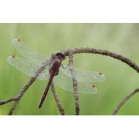 zeidlmoos_juni_08_leucorrhinia_rubicunda_gl_005_kopiea_750.jpg (Artengalerie)