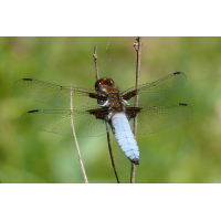 libellula_depressa__plattbauch__maennchen_152.jpg (Artengalerie)