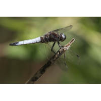 Libellula_fulva_m_IMG_5429b.jpg (Artengalerie)