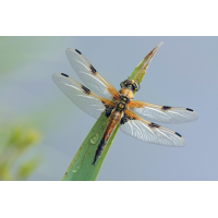 Libellula_quadrimaculata_m_frisch_IMG_1009b.jpg (Artengalerie)