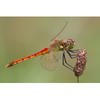 sympetrum_depressiusculum_08_183.jpg (Artengalerie)