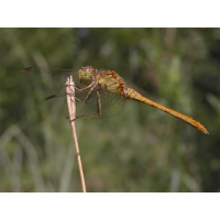 sympetrum_meridionale_2_141.jpg (Artengalerie)