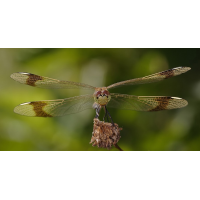 sympetrum_pedemontanum__gebaenderte_heidelibelle__weibchen_615.jpg (Artengalerie)