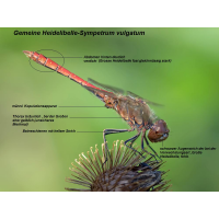 Sympetrum_vulgatum_Bestimmungsmerkmale.jpg (Artengalerie)