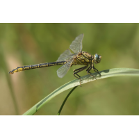 Gomphus_pulchellus_single_24062010_IMG_0745x.jpg (Artengalerie)