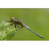 somatochlora_metallica__glaenzende_smaragdlibelle__maennchen_110.jpg (Artengalerie)