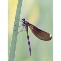 p5280481_calopteryx_maculata_klein_184.jpg (Artengalerie)