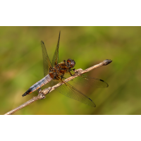 libellula_fulva_m_jungfc_115.jpg (Artengalerie)