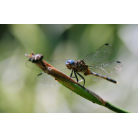 orthetrum_julia_male_horst_oppermann_01a.jpg (Artengalerie)