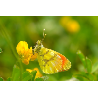 thocharis_belia_dsc_1003_6_passig_gemacht_202.jpg (Artengalerie)