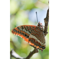 charaxes_jasius_ag_788.jpg (Artengalerie)