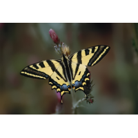 papilio_alexanor_171.jpg (Artengalerie)