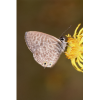 leptotes_pirithous_kleiner_wanderblaeuling_161.jpg (Artengalerie)