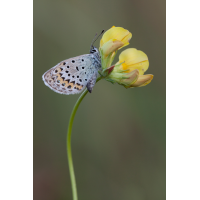 20110827_idas_blaeuling_plebejus_idas_138.jpg (Artengalerie)