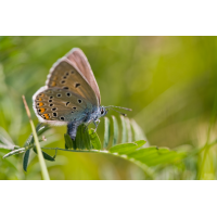 polyommatus_amandus_w_167.jpg (Artengalerie)