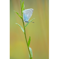 polyommatus_daphnis_m_839.jpg (Artengalerie)