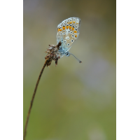 polyommatus_thersites_iii_826.jpg (Artengalerie)