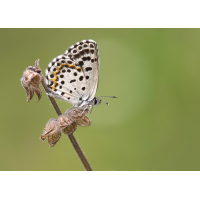 fetthennen_blaeuling_mg_2538_01_461.jpg (Artengalerie)