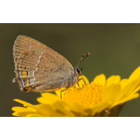 satyrium_acaciae__kleiner_schlehenzipfelfalter_460.jpg (Artengalerie)