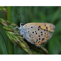 lycaena_alciphron_n250_997.jpg (Artengalerie)