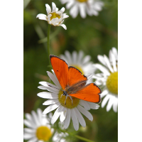 ts_lycaena_dispar_01_677.jpg (Artengalerie)