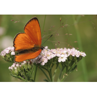 lycaena_virgaureae__dukatenfalter__maennchen_152.jpg (Artengalerie)