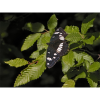 ts_limenitis_reducta_01_962.jpg (Artengalerie)