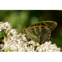 argynnis_paphia__kaisermantel_266.jpg (Artengalerie)