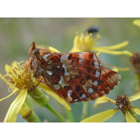 boloria_aquilonaris_1_521.jpg (Artengalerie)