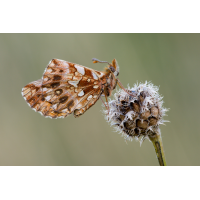 boloria_dia_s_358.jpg (Artengalerie)