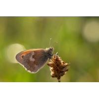 coenonympha_pamphilus__wiesenvoegelchen_990.jpg (Artengalerie)