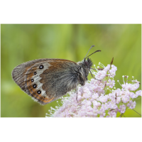 coenonympha_gardetta__alpen__wiesenvoegelchen_776.jpg (Artengalerie)