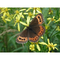 erebia_ligea_256.jpg (Artengalerie)