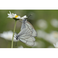 comp_schmetterling_duo_389.jpg (Artengalerie)