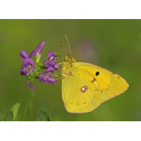 colias_hyale__goldene_acht_188.jpg (Artengalerie)