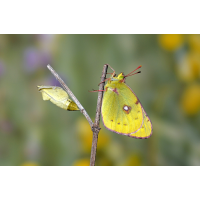 12_colias_hyale_goldene_acht_puppe_8_138.jpg (Artengalerie)