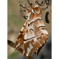 endromis_versicolora__birkenspinner_142.jpg (Artengalerie)