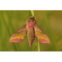 deilephila_porcellus__kleiner_weinschwaermer_267.jpg (Artengalerie)