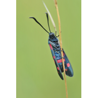 03995mm_ephialtes_zygaena_veraenderliches_widderchen_2012_07_08_rl0_164.jpg (Artengalerie)