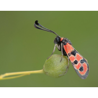 zygaena_fausta__bergkronwicken_widderchen_491.jpg (Artengalerie)