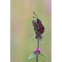 zygaena_filipendulae__sechsfleckwidderchen__maennchenjpg_811.jpg (Artengalerie)