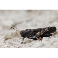 psophus_stridulus__rotfluegelige_schnarrschrecke_maennchen_745.jpg (Artengalerie)