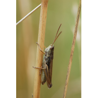 Chorthippus_dorsalis_-_WiesengrashÃ¼pfer.jpg (Artengalerie)