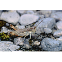 chorthippus_pullus_weibchen_013_162.jpg (Artengalerie)