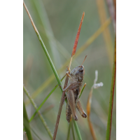 Stenobothrus_crassipes_-_ZwerggrashÃ¼pfer_-_Weibchen02.jpg (Artengalerie)