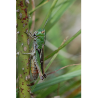 Stenobothrus_lineatus_-_Heidegrashuepfer_-_Weibchen01.jpg (Artengalerie)