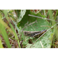 Stenobothrus_nigromaculatus_-_Schwarzfleckiger_GrashÃ¼pfer_-_Weibchen01.jpg (Artengalerie)