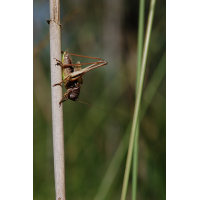 Metrioptera_brachyptera_-_Kurzfluegelige_Beissschrecke_-_Maennchen02.jpg (Artengalerie)