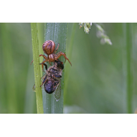 xysticus_cf_cristatus__weibchen_197.jpg (Artengalerie)